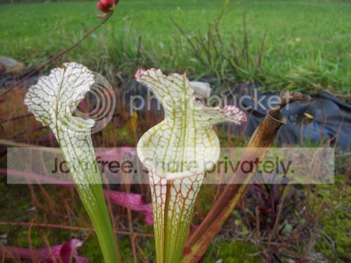 Sleucophylla_10-5-12.jpg