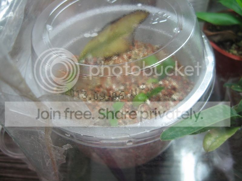 IMG_4440_zps27ed7c78.jpg