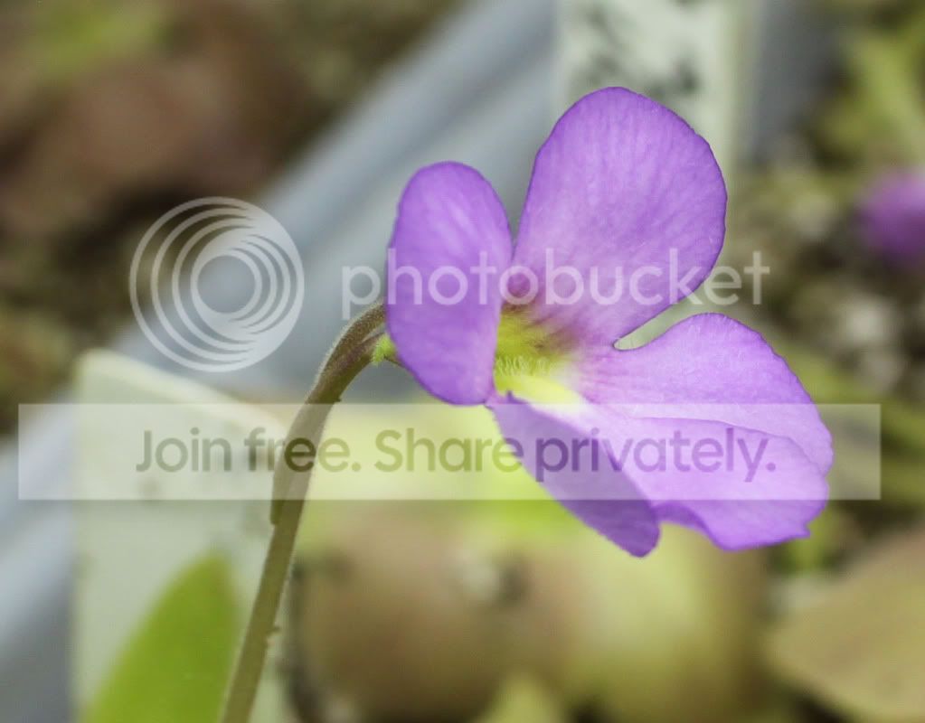 aphroditeflower.jpg