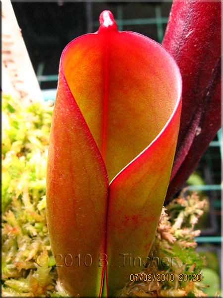 folliculata.jpg