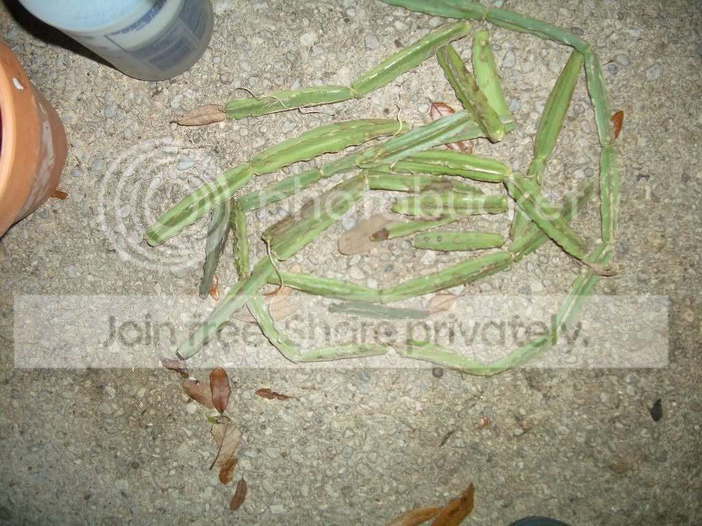 IMGP6173.jpg