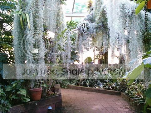 greenhouse1.jpg