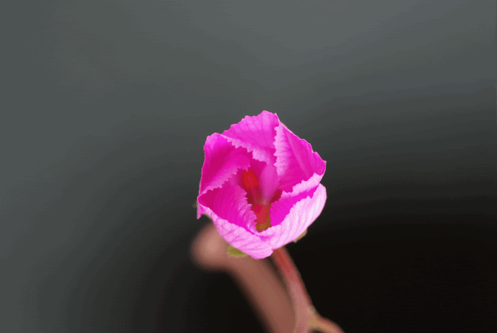 Animation2.gif