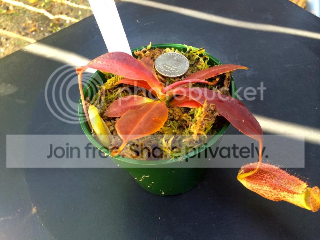 IMG_2061_zps1235d9db.jpg