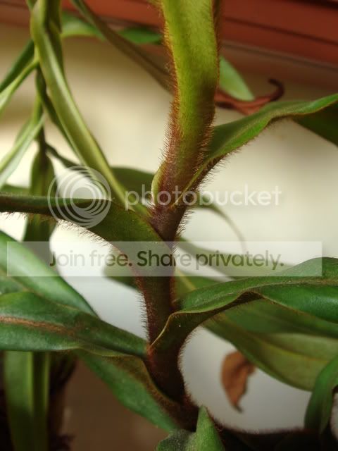 leaf_attachment.jpg