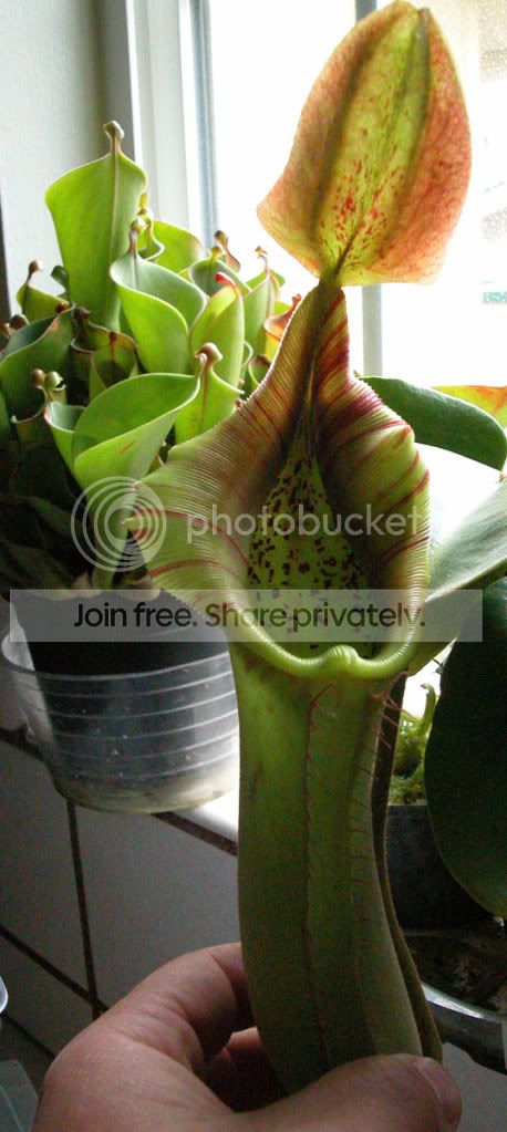 TRUNCATA.jpg