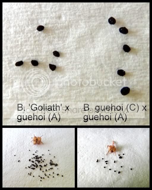 byblis_hybrid_guehoi_seeds1.jpg