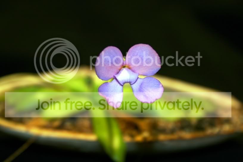 pingshell.jpg