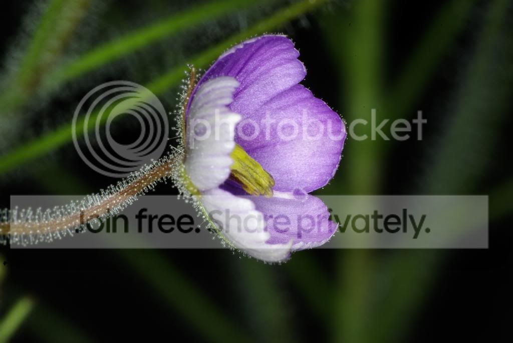 IMGP4694.jpg