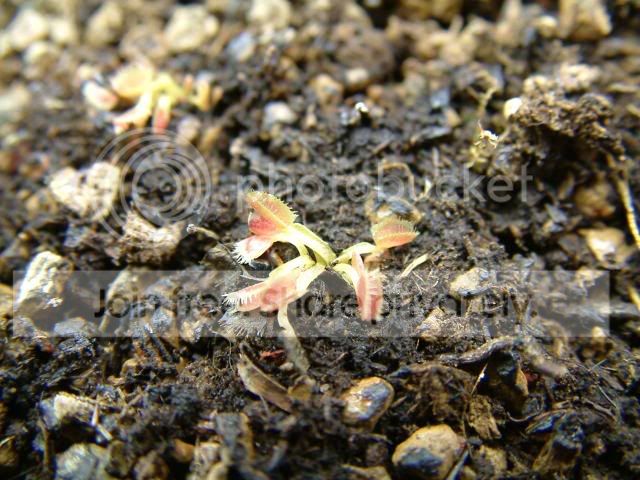 Moreplants010.jpg