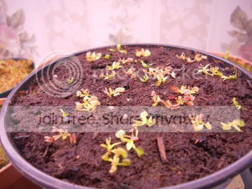 VFT-seedlings_10-27-11.jpg