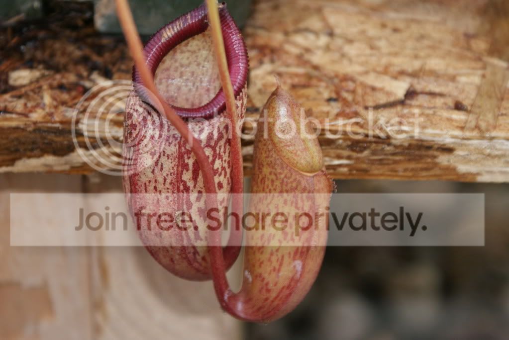 nepenthes015-1.jpg