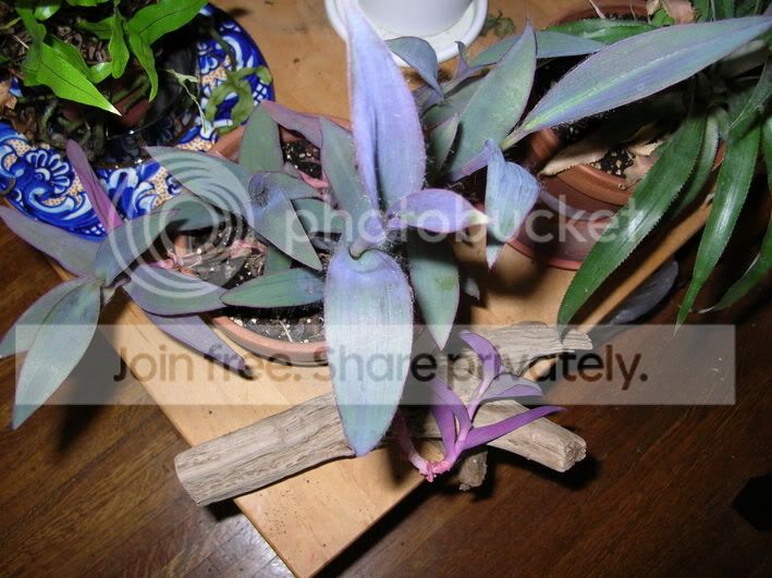 purpleplant1.jpg