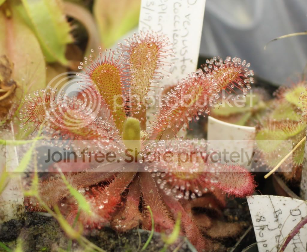 coccicaulis.jpg