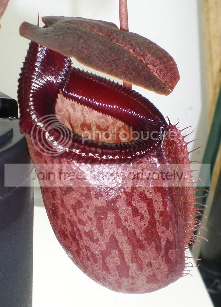 SibuyanensisxTalangensisNewPitcher.jpg