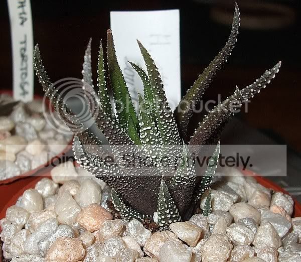 newcactisucculents012.jpg