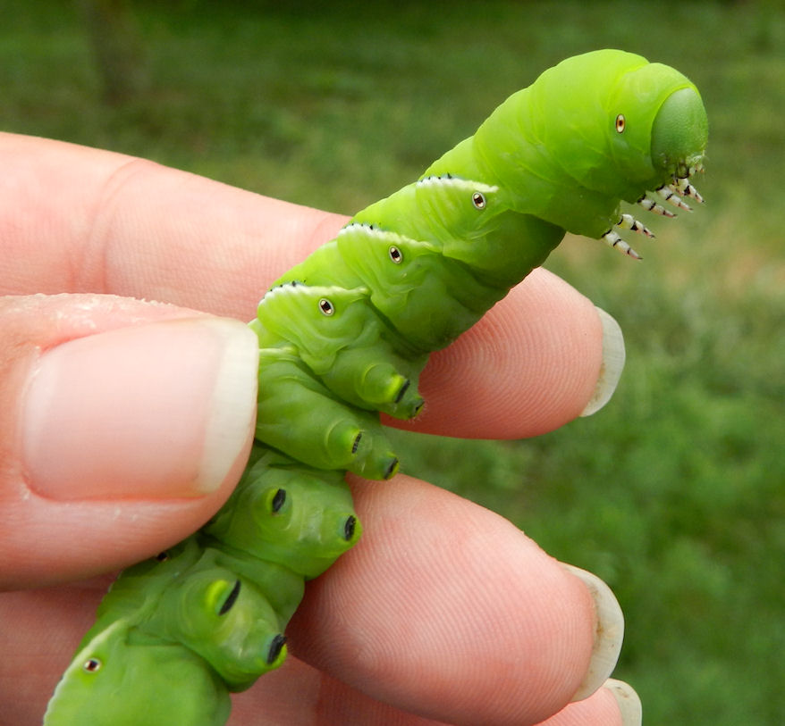 tobacco-hornworm-4.jpg