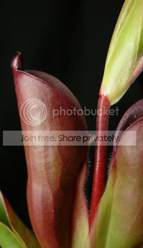 HpulchellaAmuripitcher102011RS.jpg