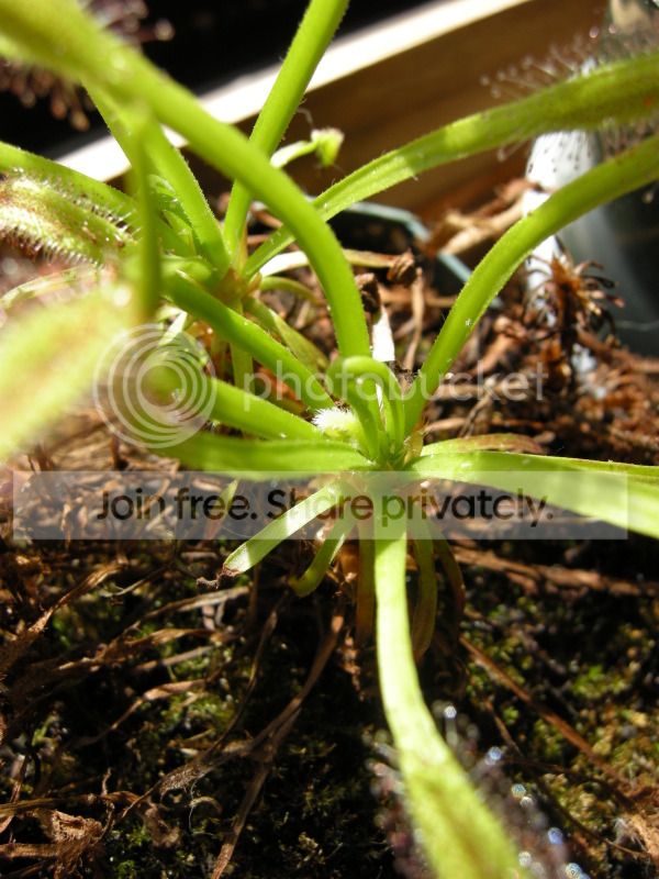 DSCN7088.jpg