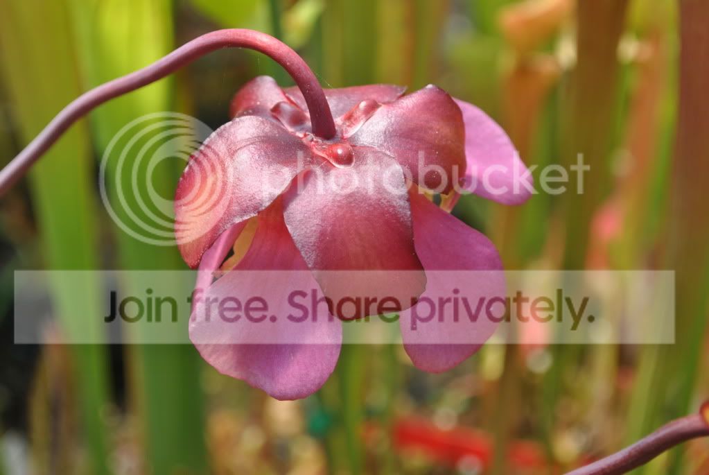 DSC_0647.jpg
