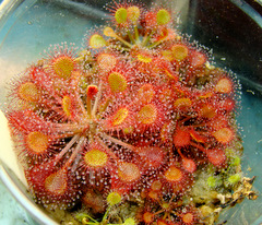 rotundifolia_x_capillaris_thumb.JPG