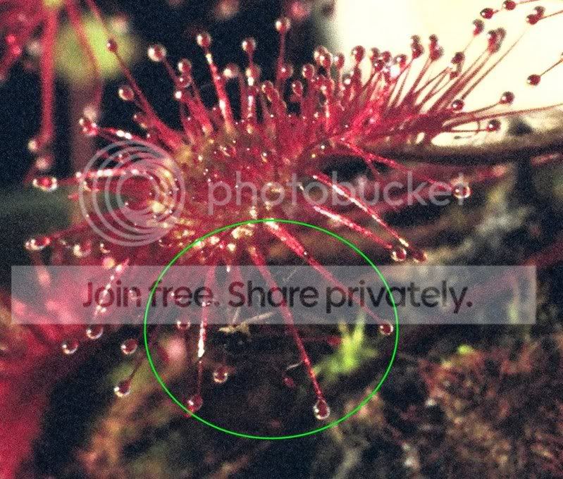 bug2.jpg