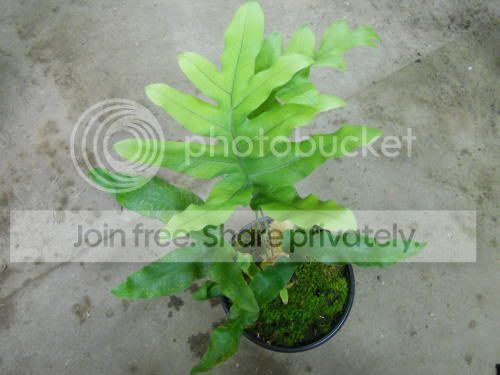 fern_6-30-11.jpg