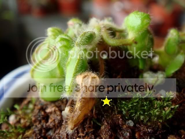 cephalotus_brown_pitchers2.jpg