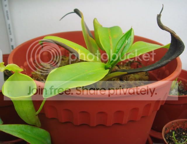 campanulata_BE.jpg