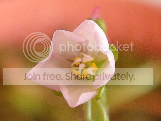 burmanniiflower1rs.jpg