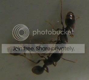 socializingtetramorium.jpg