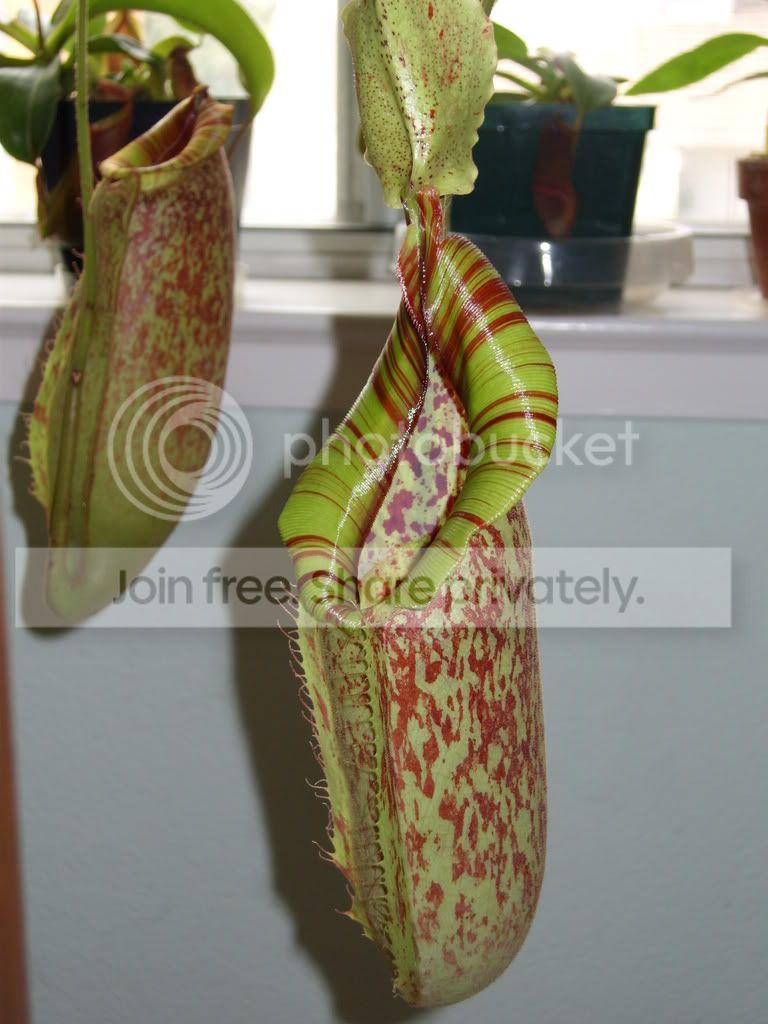 Picture082.jpg