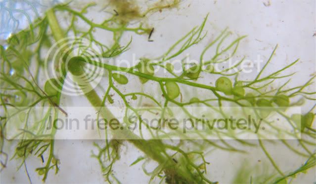 Bladderwort1A.jpg