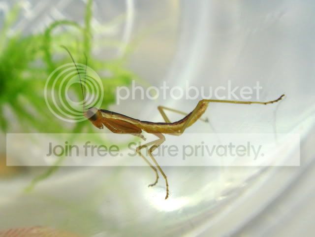 mantid_baby3.jpg