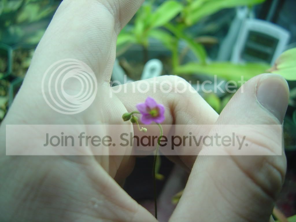 Droseraflowers006.jpg