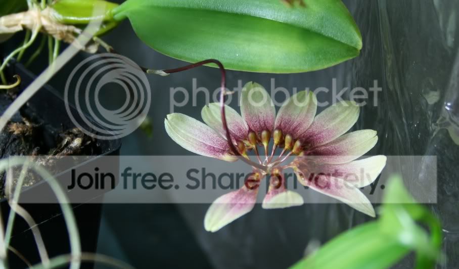 orchid-1.jpg