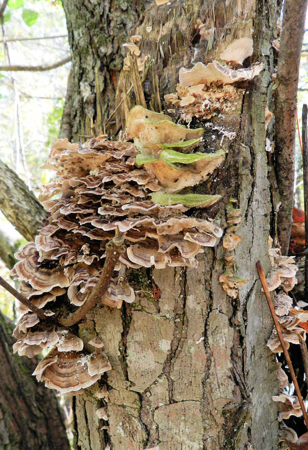 shelf-fungi.jpg