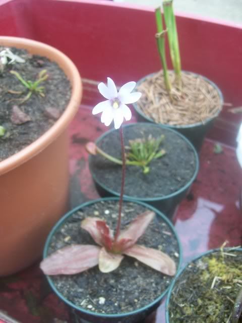 flower2.jpg