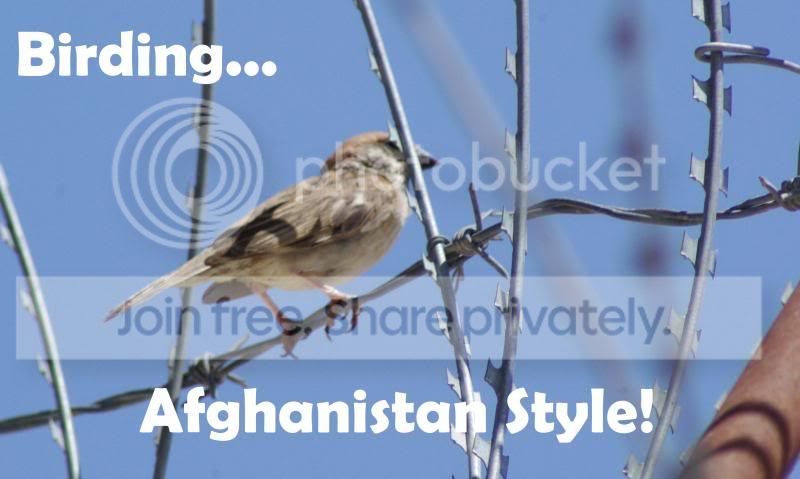 Birding.jpg