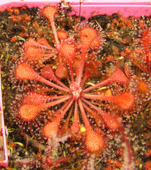 Drosera_collinsiae_Faryland_cutting_thumb.JPG