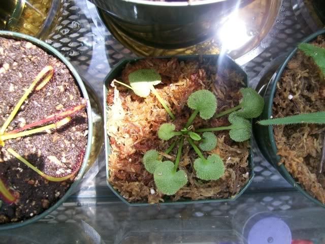 Prolifera1.jpg