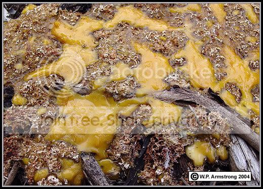 Slimemold2.jpg