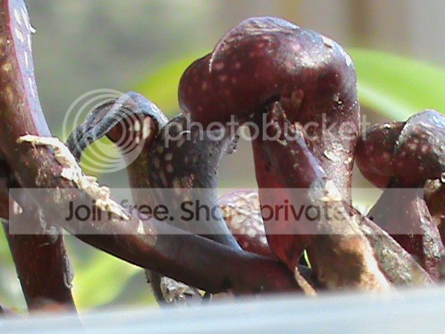 DSC00652_zps287b59c2.jpg