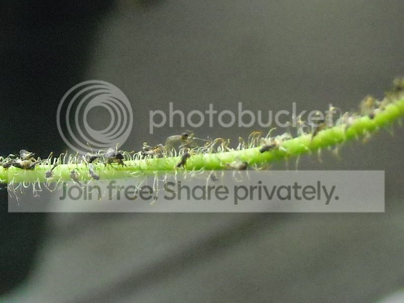 Dfiliformis3-82408.jpg
