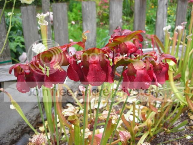 DSCN4620124.jpg