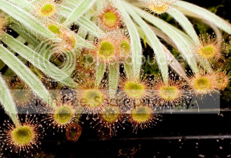 ordensis-x-petiolaris-leaves.jpg