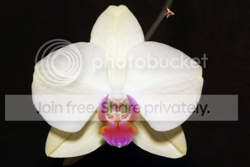 orchid-1.jpg