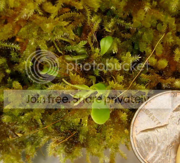 Ucampbytubers-leaves020713RS.jpg