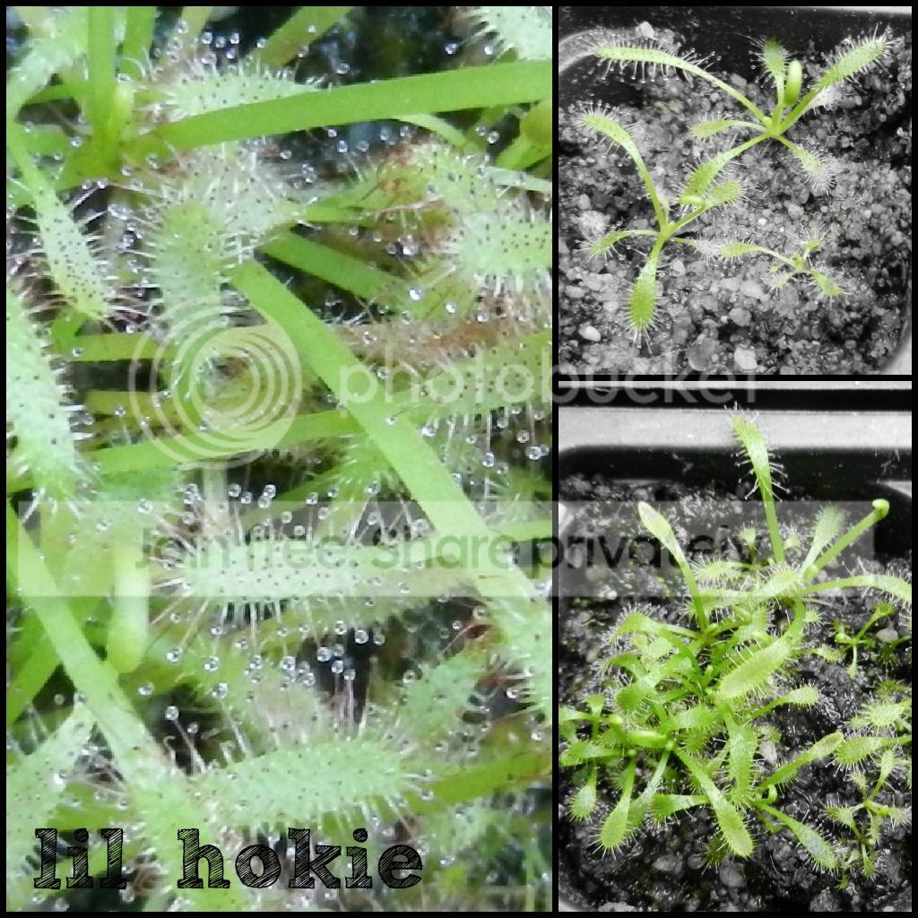 CapeSeedlingsCollagesigned.jpg