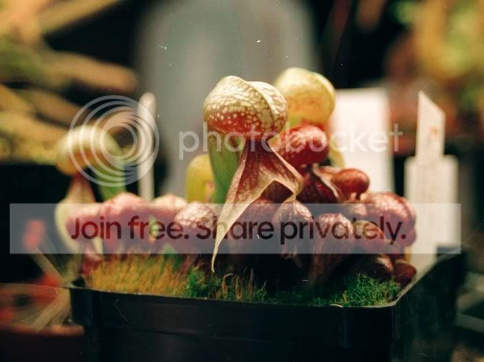 1darlingtonia.jpg